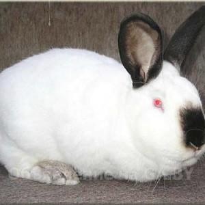 Продам Продам калифорнийских кроликов. - GA.BY