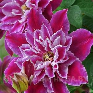 Продам Отборные саженцы - розы, тюльпаны, гортензии, клематисы и др - GA.BY